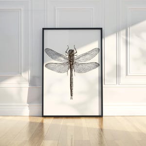 Dibujo a lápiz de libélula, insecto, arte lineal, ilustración animal, póster imprimible, arte de pared, impresión, decoración moderna para el hogar, descarga digital