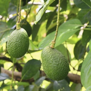 Hass Avocado Tree – Live Fruit Tree in Grow Pot – Creamy, Nutty Avocados – Outdoor Patio or Yard Plant (3-4ft Tall)