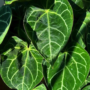 Anthurium Crystallinum Plant – Rare Velvet Foliage Houseplant – Exotic Tropical Beauty in Grow Pot – Collectors Dream Plant (2-3ft Tall)