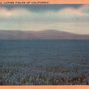 Vintage Postcard, California, Lupine Fields, Wildflowers, Ephemera, Antique, Postcard, Home Decor, California Souvenir, Gift, Artwork