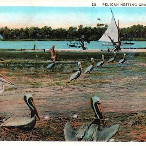 Florida Postcard, Pelican Nesting Ground, Pelicans, Vintage Postcard, Antique Postcard, Florida Postcard, Travel Journal, Florida Vacation