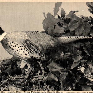 Cartão postal vintage, faisão da China da Costa do Pacífico, uva Oregon, cartão postal, cartão postal antigo, cartão postal de pássaro, cartão postal Audubon, cartão postal antigo