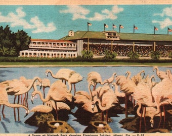 Vintage Postcard, Miami, Florida, Hialeah Park, Race Track, Flamingos, Postcard, Linen Postcard, Florida Postcard, Miami Postcard, Flamingos