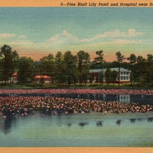 Vintage Postcard, Salisbury, Maryland, Pine Bluff Lily Pond, Hospital, Salisbury Hospital, Postcard, Linen Postcard, Salisbury Gift Postcard