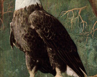 New York City, Zoo, Bald Eagle, Vintage Postcard, Postcard, Old Postcard, Nature Postcard, Bald Eagles, New York City Postcard, New York