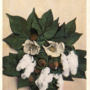 Cartolina d'epoca, fiori di cotone, fiori, vecchia cartolina, cartolina, cartolina antica, effimera