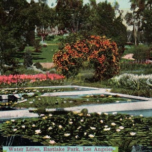 Cartão postal vintage, Los Angeles, Califórnia, Eastlake Park, Nenúfares, 1918, Efêmera, Antiguidade, LA vintage, Los Angeles vintage, Viagem