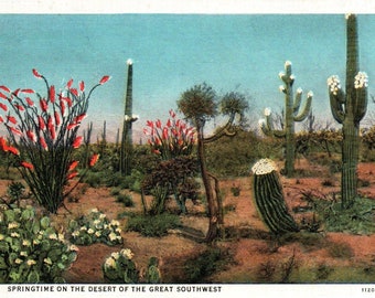 Cartolina d'epoca, Cactus, Cactus, Deserto, Deserto primaverile, Sud-ovest, Cartolina di lino, Cartolina, Cartolina antica, Cartolina del deserto, Cactus