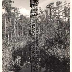 carte postale vintage, parc des marais d'Okefenokee, Waycross, Géorgie, Skull Lake, tour, RPPC, vraie carte postale avec photo, carte postale d'Okefenokee, Géorgie