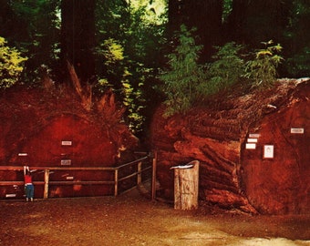 Vintage Postcard, Redwood, Richardson Grove State Park, Marin County, California, Fallen Giant, Postcard, Old Postcard, Redwood Postcard