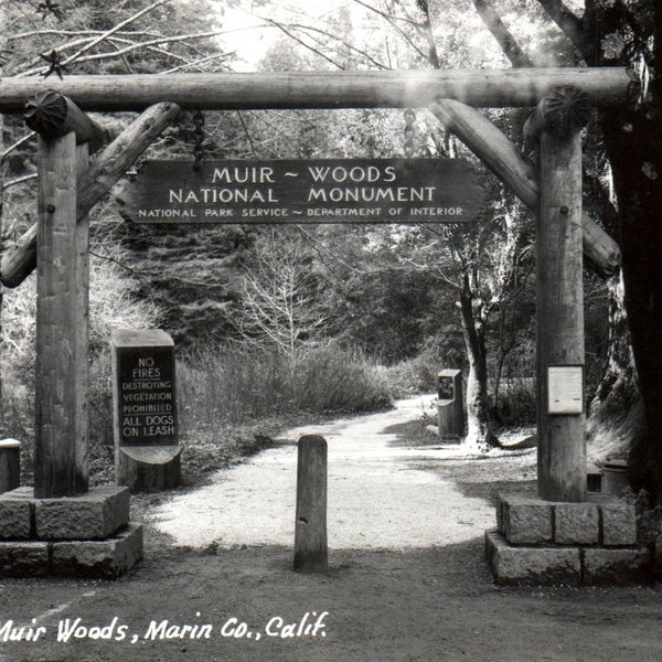 Vintage Postcard, Muir Woods, Entrance, Marin County, California, National Monument, Postcard, Real Photo Postcard, RPPC, Old Postcard