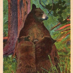Carte postale vintage, ours noirs, Yellowstone, maman grizzli, oursons, Carte postale, Carte postale en lin, Carte postale d'animal, Carte postale ours, Ours