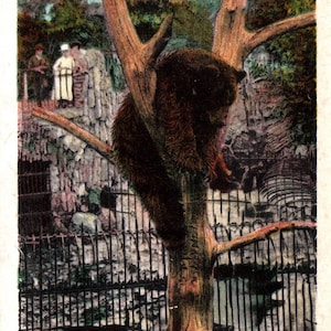carte postale vintage, Chicago, Illinois, zoo de Chicago, ours noir, Lincoln Park, carte postale, carte postale ancienne, carte postale ancienne, carte postale de Chicago