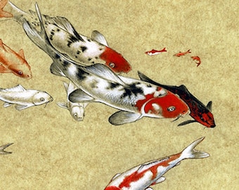 Fine art print 'Koi study' Japanese koi carp fish