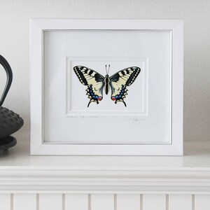 May include: A white framed print of a yellow and black swallowtail butterfly with blue and red accents. The print is on a white background and has a white mat.