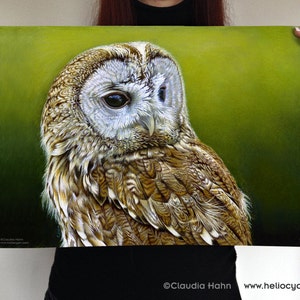 Tawny owl poster