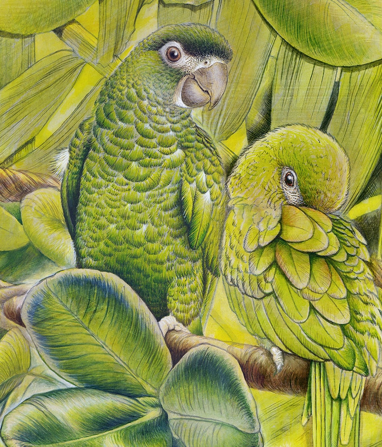 Large PRINT 'birds of a Feather', Hahn's Macaws - Etsy