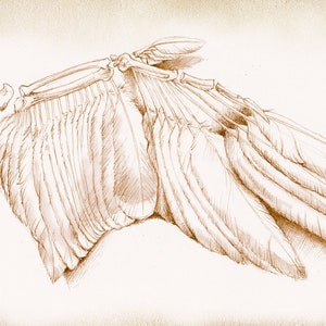 A4 Drucken "Bones"