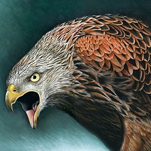 Fine Art Print &#39;The Red Kite&#39;