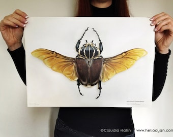 Goliath Beetle poster