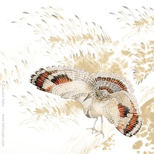 May include: Watercolor illustration of a bird with outstretched wings, featuring a detailed pattern of brown, red, and black feathers. The bird stands amidst a backdrop of beige-toned reeds and foliage, with the artist's signature in the lower left corner.