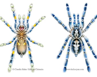 PRINT Tarantula spider P. metallica, Gooty Sapphire Ornamental Tree Spider Blue