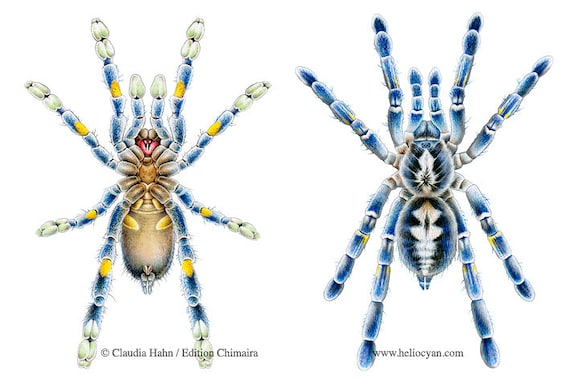 PRINT Tarantula Spider P. Metallica, Gooty Sapphire Ornamental