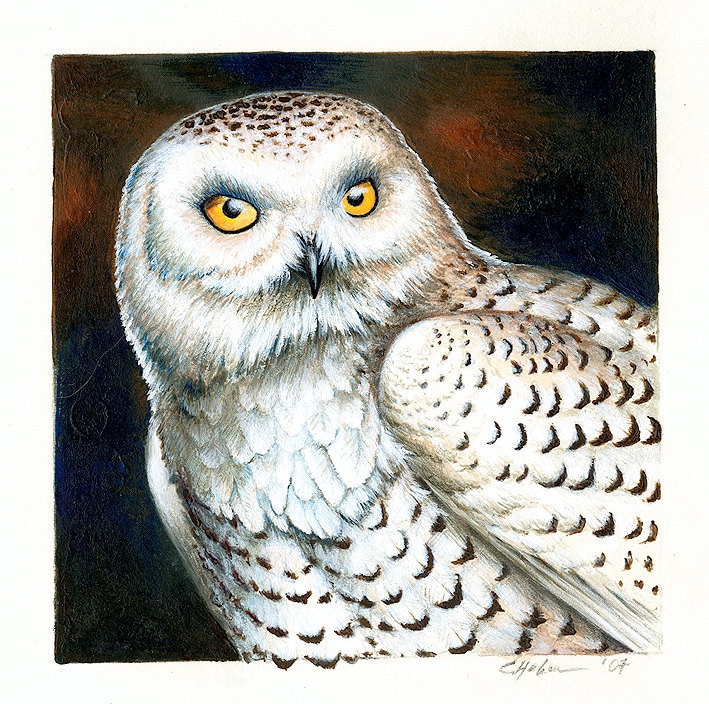 PRINT 'Snowy Owl'