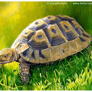 Tortoise turtle art PRINT reptile lovers gift ninja turtle by Claudia Hahn