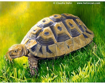 Tortoise turtle art PRINT reptile lovers gift ninja turtle by Claudia Hahn
