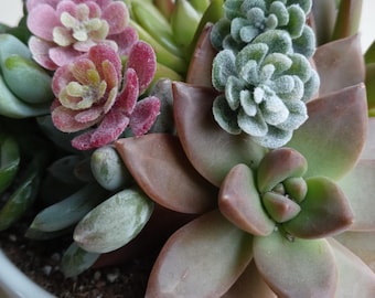 Soczyste ćwieki/szpilki