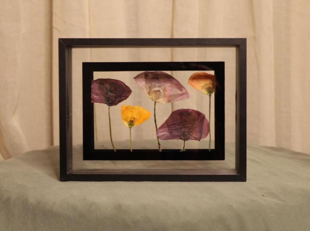 Pressed California Poppy Frame: Real Dried Wildflower Botanical Art - Etsy