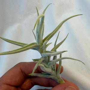 May include: A pale green air plant with long, slender, pointed leaves covered in a fine, silvery, fuzzy texture. The plant features a central stem with multiple leaves radiating outward in a symmetrical, star-like pattern from the base.