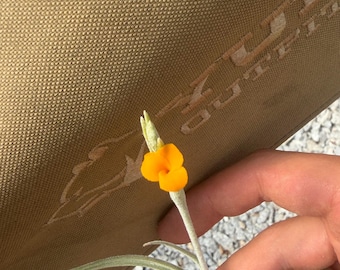 Könnte beinhalten: Eine Tillandsia-Luftpflanze mit einer einzelnen, leuchtend orangefarbenen Blüte auf einem schlanken, hellgrünen Stiel. Die Pflanze hat lange, dünne, silbrig-grüne Blätter mit einer flaumigen Textur, die von einer zentralen Basis ausgehen.