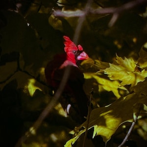 Cardinal in Shadow – Moody Forest Bird Photography Print, Nature Wall Art, Digital Download