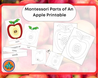 Parts of a Red Apple Printable 3 Part Cards Unity Study Montessori Fall Harvest Activity