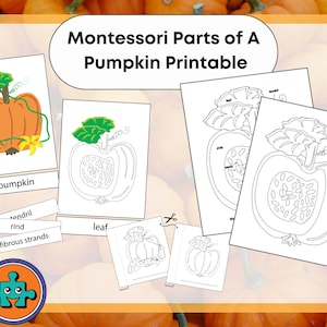 Partes de una calabaza Tarjetas imprimibles de 3 partes Hojas de trabajo de anatomía para descargar digitalmente