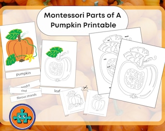 Parts of a Pumpkin Printable 3 Part Cards Anatomy Digital Download Worksheets