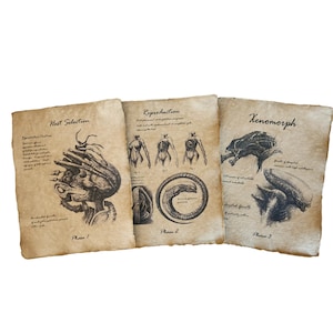 Alien, Xenomorph progression aged printed sketch book pages, Halloween Prop