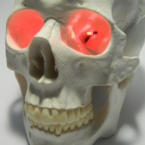 May include: A white plastic skull with red glowing eyes. The skull has teeth and is facing to the right.