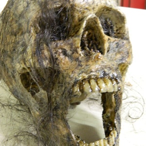 Halloween Horror Prop - Lebensgroßer realistischer gruseliger Carol Skull Corps Kopf