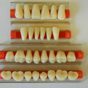 Halloween Horror Prop - Life Size Realistic Resin Full mouth set of Teeth for Prop Making