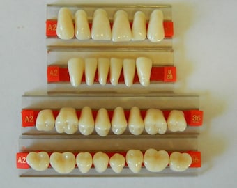 Halloween Horror Prop - Life Size Realistic Resin Full mouth set of Teeth for Prop Making