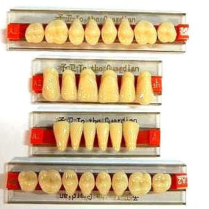 HALLOWEEN PROP - Full Set of Dental Quality Human Resin Teeth for Prop Building!