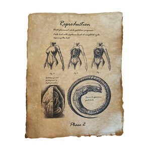 May include: A vintage style illustration depicting the stages of a parasitic creature's reproduction cycle. The illustration shows the creature's chest placement within a host, the development of the creature's digits, and a juvenile specimen after birth. The text reads "Reproduction", "Chest placement while gestation progresses", "Exits host with explosive burst at completed cycle, espiring the host", "Gestation period development of digits formation", "Phase 2", "Juvenile specimen past birth".