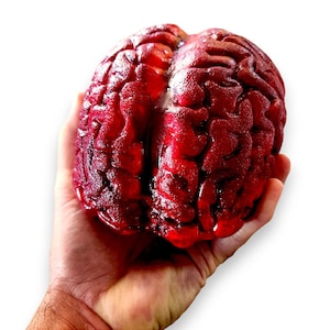 Realistic Bloody Brain, Anatomically correct prop, Life size, Halloween prop, Horror prop decoration