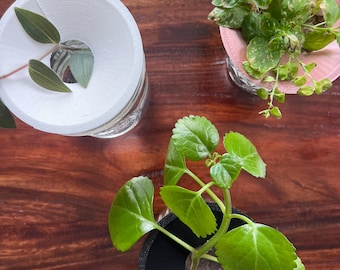 Plant Propagation Plate - Jar Top Cutting Propagator