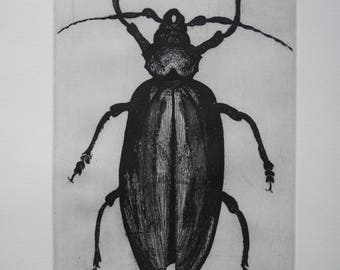 Beetle Etching, Titanus Giganteus.