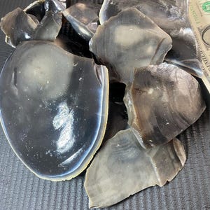 以下が含まれることがあります： グレーとブラックのフリントナッピングの破片のコレクション。一部は青い虹色の光沢を帯びています。アメリカドル紙幣の隣にあります。