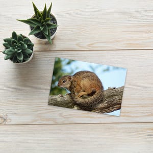 Digital Standard Postcard Squirrel